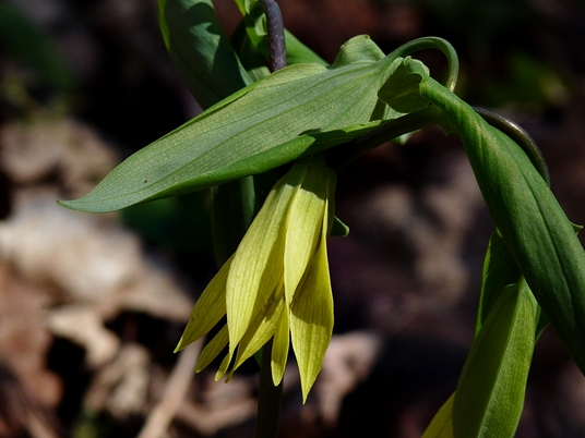 {Uvularia grandiflora}